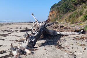 Happy Beach in Oregon: The picture "Happy Beach in Oregon – large driftwood log on sandy beach" shows a massive weathered driftwood tree lying on the sand near the base of a grassy bluff, with the ocean and distant waves under a clear blue sky.