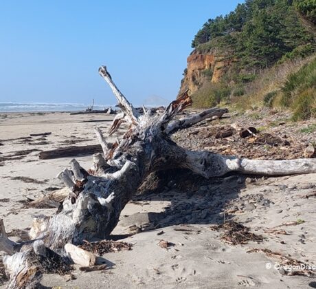 Happy Beach in Oregon: The picture "Happy Beach in Oregon – large driftwood log on sandy beach" shows a massive weathered driftwood tree lying on the sand near the base of a grassy bluff, with the ocean and distant waves under a clear blue sky.