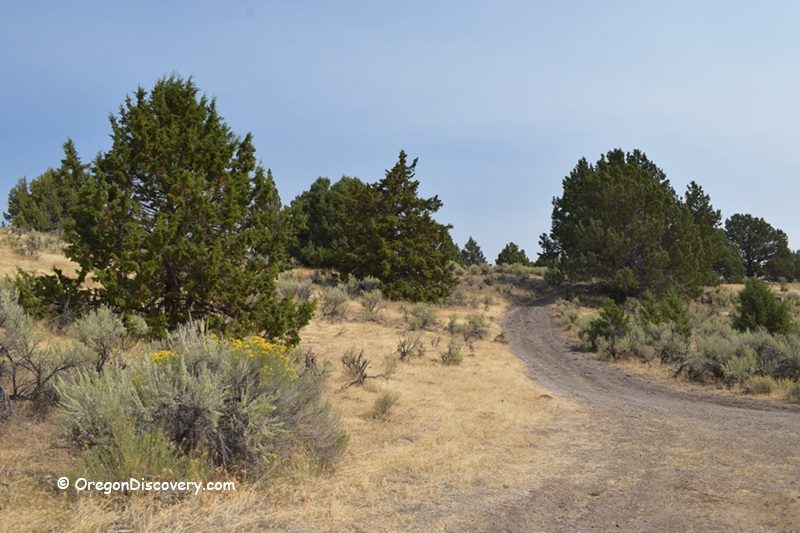 Stinkingwater Petrified Wood – Clear Creek Rockhounding in Eastern Oregon: The picture "Stinkingwater Petrified Wood – Clear Creek dirt road and sagebrush" shows a winding dirt road passing through dry, grassy hills dotted with sagebrush and juniper trees under a clear blue sky.
