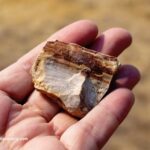Stinkingwater Petrified Wood – Clear Creek Rockhounding in Eastern Oregon: The picture "Stinkingwater Petrified Wood – Clear Creek hand holding petrified wood" features a close-up of a person's hand holding a piece of brown and tan petrified wood, with a blurred sandy background.