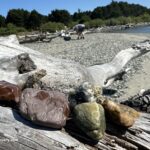 Bullard Beach Rockhounding in Oregon: The picture "Bullard Beach Rockhounding in Oregon – polished stones on driftwood log" features several colorful, polished rocks resting on a large piece of driftwood, with the beach, water, and a person searching for rocks in the background.