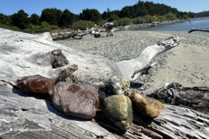 Bullard Beach Rockhounding in Oregon: The picture "Bullard Beach Rockhounding in Oregon – polished stones on driftwood log" features several colorful, polished rocks resting on a large piece of driftwood, with the beach, water, and a person searching for rocks in the background.