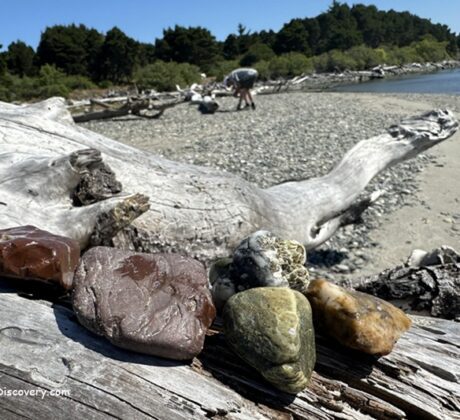 Bullard Beach Rockhounding in Oregon: The picture "Bullard Beach Rockhounding in Oregon – polished stones on driftwood log" features several colorful, polished rocks resting on a large piece of driftwood, with the beach, water, and a person searching for rocks in the background.