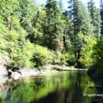 White Creek Campground in Oregon: The picture "White Creek Campground in Oregon – forested creek with reflections" features a peaceful, slow-moving creek bordered by dense green forest, with tall trees and bushes reflected in the water on a sunny day.