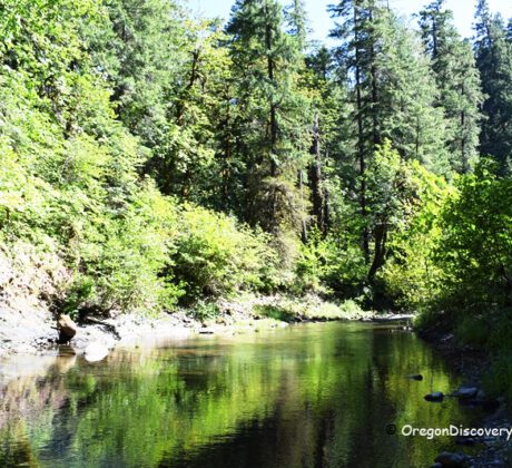 White Creek Campground in Oregon: The picture "White Creek Campground in Oregon – forested creek with reflections" features a peaceful, slow-moving creek bordered by dense green forest, with tall trees and bushes reflected in the water on a sunny day.