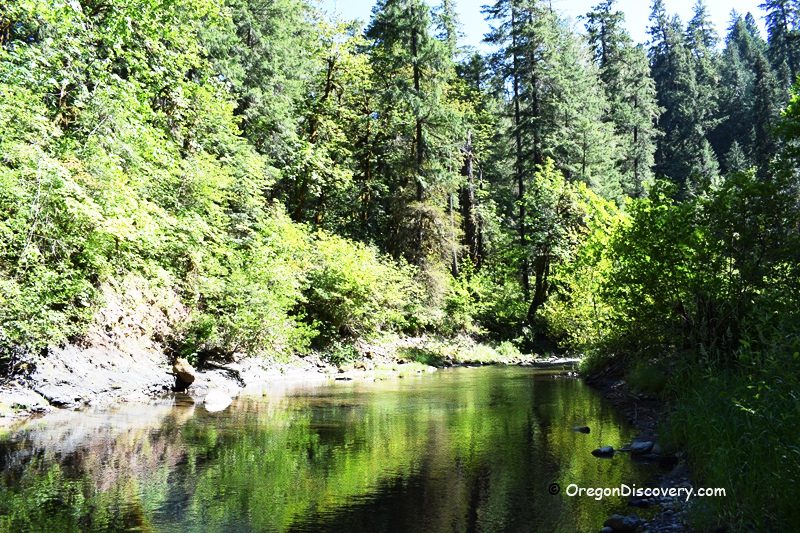 White Creek Campground in Oregon: The picture "White Creek Campground in Oregon – forested creek with reflections" features a peaceful, slow-moving creek bordered by dense green forest, with tall trees and bushes reflected in the water on a sunny day.