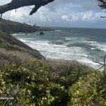 Starfish Cove in Oregon: The picture "Starfish Cove coastal view with lighthouse framed by branches" shows windswept ocean waves rolling toward a rugged shoreline, with a distant lighthouse perched on a bluff, all framed by green shrubs and tree branches in the foreground under a cloudy sky.