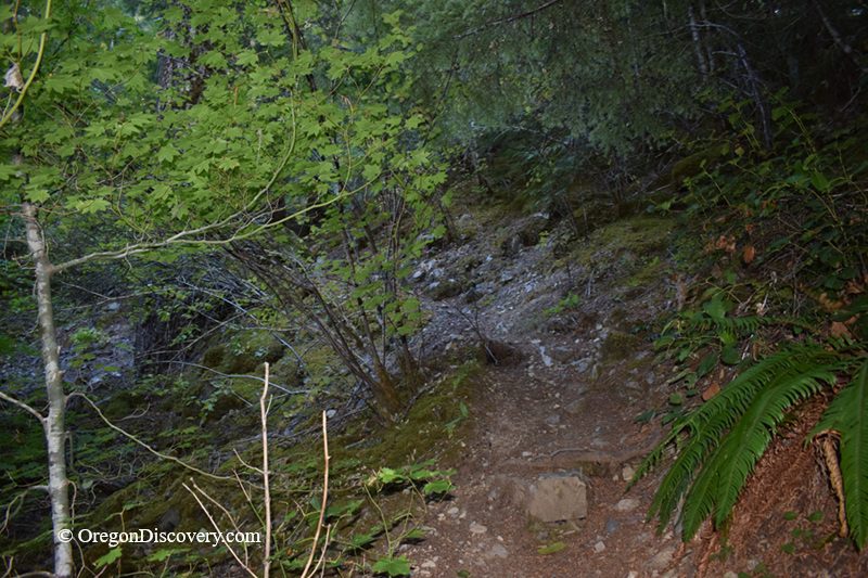 Blue Hole Falls on Brice Creek in Oregon: The picture "Blue Hole Falls forested hiking trail" features a shaded, dirt hiking path winding through dense Pacific Northwest forest, bordered by green trees, moss, and ferns.