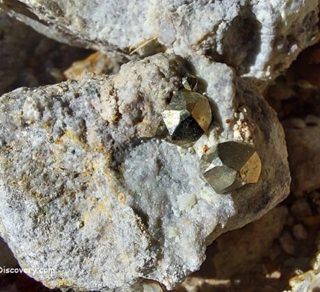 Boulder Creek Pyrite Rockhounding at Quartzville Creek Oregon: The picture "pyrite crystals in quartz matrix close-up" features two bright, metallic pyrite crystals embedded in a rough, pale gray quartz rock, surrounded by clusters of similarly colored stones and gravel.