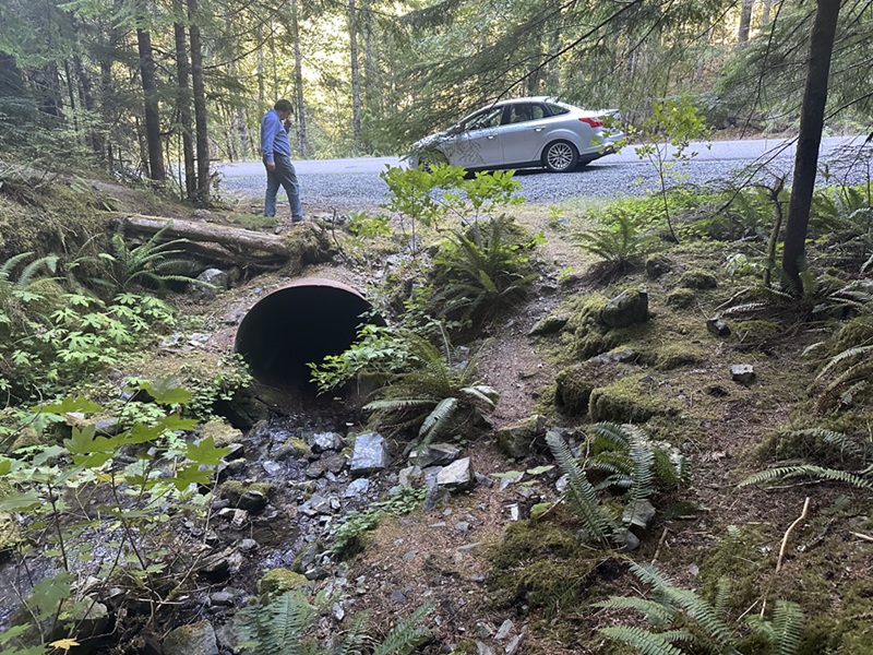 Evergreen Falls Pullout, Brice Creek, Oregon