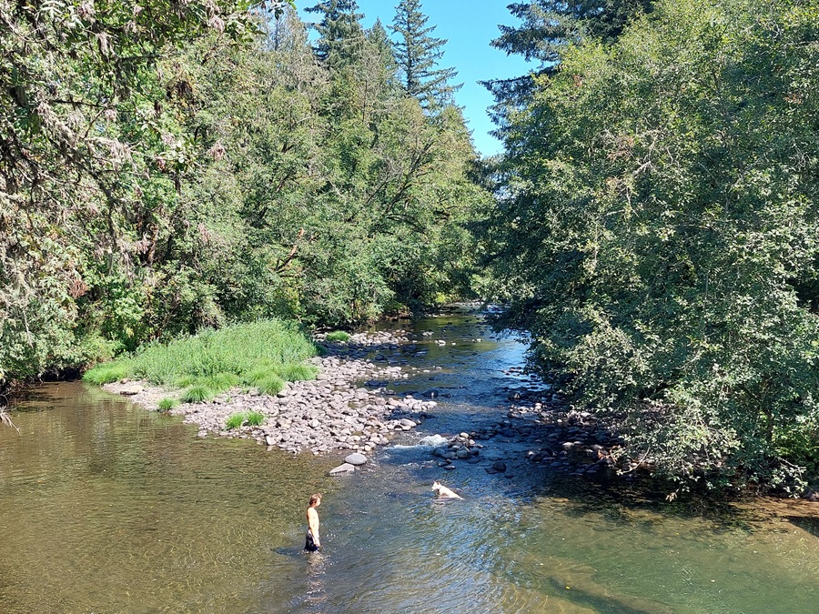 Thomas Creek Rockhounding in Oregon: The picture "Thomas Creek with person wading" shows a wide, shallow creek bordered by dense green trees and bushes, with a person standing in the water near a gravel bar under a sunny sky.