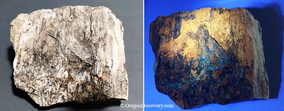 Rockville Rockhounding in Oregon: The picture "Petrified wood under visible and UV light" shows a piece of petrified wood photographed side-by-side—on the left under normal lighting displaying neutral tones and wood texture, and on the right under ultraviolet light revealing glowing blue and yellow mineral highlights.