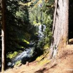 Koosah Falls in Oregon: The picture "Koosah Falls from trail through trees" shows a distant view of Koosah Falls and the river below, partially framed by thick tree trunks and branches from a forested trail with dappled sunlight.