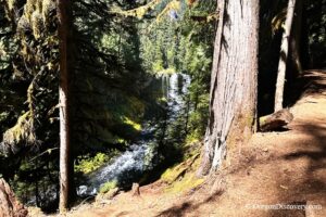 Koosah Falls in Oregon: The picture "Koosah Falls from trail through trees" shows a distant view of Koosah Falls and the river below, partially framed by thick tree trunks and branches from a forested trail with dappled sunlight.