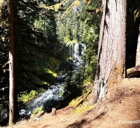 Koosah Falls in Oregon: The picture "Koosah Falls from trail through trees" shows a distant view of Koosah Falls and the river below, partially framed by thick tree trunks and branches from a forested trail with dappled sunlight.