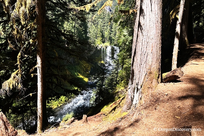 Koosah Falls in Oregon: The picture "Koosah Falls from trail through trees" shows a distant view of Koosah Falls and the river below, partially framed by thick tree trunks and branches from a forested trail with dappled sunlight.