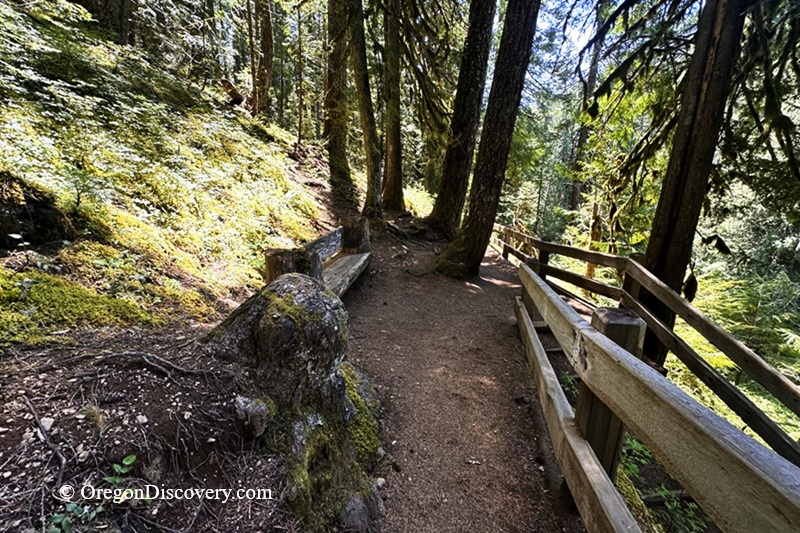 Koosah Falls in Oregon: The picture "Koosah Falls forest trail with bench" features a wide dirt hiking path with a rustic wooden bench beside a mossy hillside and a wooden fence running along a shady forest filled with tall trees.