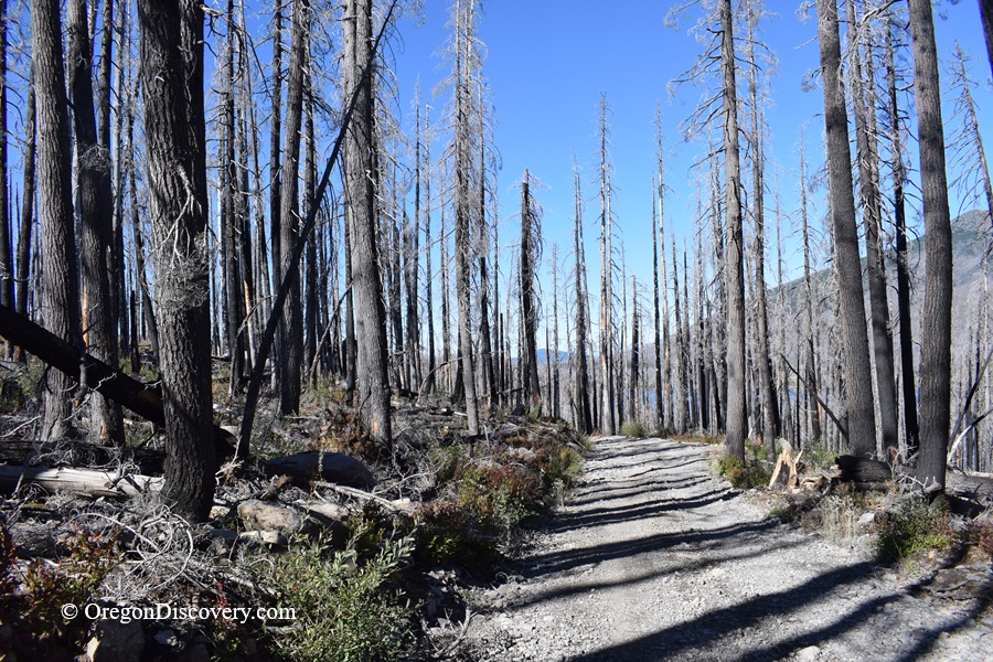 Olallie Lake in Oregon: The picture "forest trail with burned trees" shows a rocky forest path winding between tall, charred tree trunks in a previously burned area, with blue sky visible through the sparse branches.