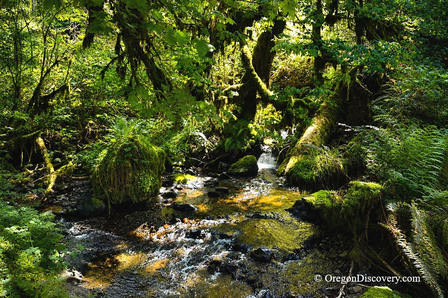 Munson Creek Falls State Natural Site in Oregon: The picture "Munson Creek under rainforest canopy" shows a small, rocky stream flowing through a lush forest, with moss-covered logs, ferns, and dense green foliage under filtered sunlight.