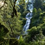 Munson Creek Falls State Natural Site in Oregon: The picture "Munson Creek Falls waterfall framed by trees" features the tall, multi-tiered Munson Creek Falls cascading down a forested hillside, seen through a frame of leafy branches and moss.