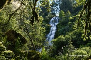 Munson Creek Falls State Natural Site in Oregon: The picture "Munson Creek Falls waterfall framed by trees" features the tall, multi-tiered Munson Creek Falls cascading down a forested hillside, seen through a frame of leafy branches and moss.