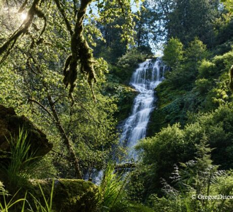 Munson Creek Falls State Natural Site in Oregon: The picture "Munson Creek Falls waterfall framed by trees" features the tall, multi-tiered Munson Creek Falls cascading down a forested hillside, seen through a frame of leafy branches and moss.