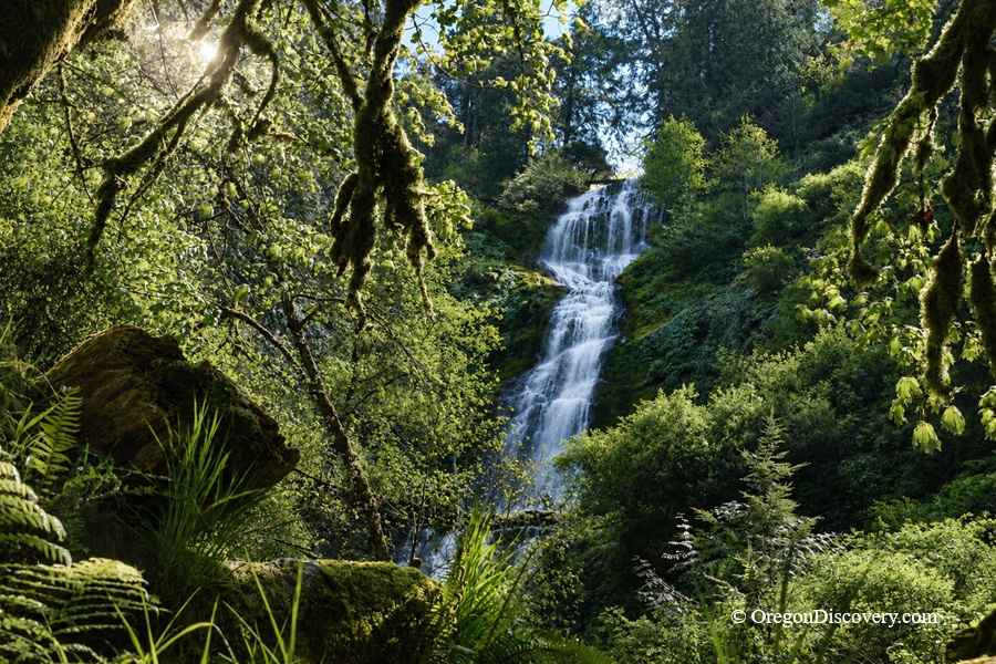 Munson Creek Falls State Natural Site in Oregon: The picture "Munson Creek Falls waterfall framed by trees" features the tall, multi-tiered Munson Creek Falls cascading down a forested hillside, seen through a frame of leafy branches and moss.