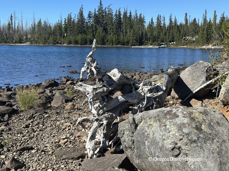 Olallie Lake in Oregon: The picture "lake shore with driftwood and rocks" shows a weathered piece of driftwood resting among large boulders and smaller rocks along the rocky shoreline of Olallie Lake, with dense pine forest and calm blue water in the background.