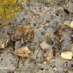 Rockville Rockhounding in Oregon: The picture "Petrified wood pieces on ground" captures several chunks of petrified wood and rock scattered on the dusty, pebbly ground near a desert shrub.