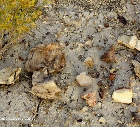 Rockville Rockhounding in Oregon: The picture "Petrified wood pieces on ground" captures several chunks of petrified wood and rock scattered on the dusty, pebbly ground near a desert shrub.
