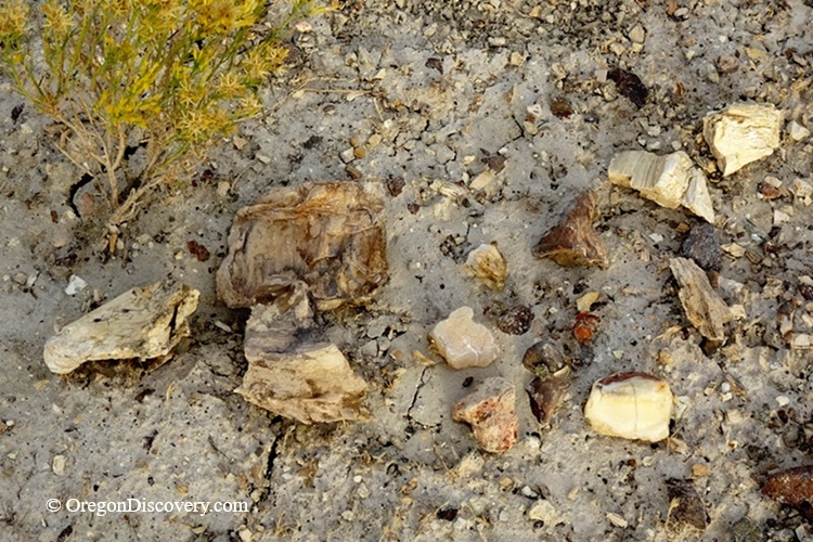 Rockville Rockhounding in Oregon: The picture "Petrified wood pieces on ground" captures several chunks of petrified wood and rock scattered on the dusty, pebbly ground near a desert shrub.