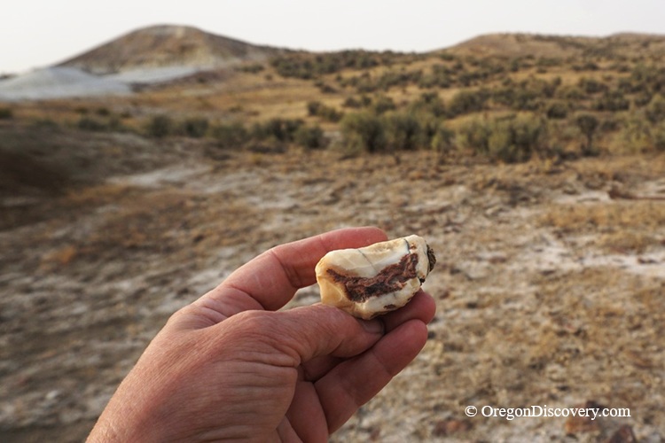 Rockville Rockhounding in Oregon: The picture "Hand holding petrified wood specimen" shows a close-up of a hand holding a small chunk of brown and cream-colored petrified wood, with a sagebrush-strewn hillside and rocky ground in the background.