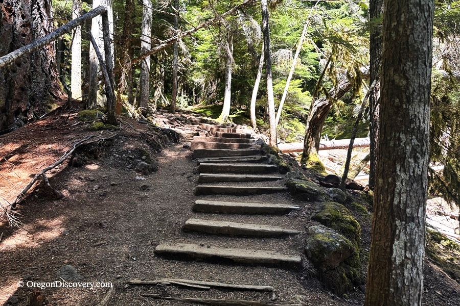 Sahalie Falls in Oregon: The picture "Sahalie Falls forest steps trail" features a rustic dirt path with wooden steps winding uphill through a dense, sun-dappled forest, flanked by tall trees and branches.