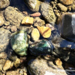 North Santiam River Rockhounding in Oregon: The picture "green jasper and river stones" shows a close-up of smooth river rocks underwater, including shiny green jasper stones and pieces of orange and brown rock.