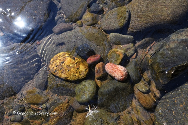 Thomas Creek Rockhounding in Oregon: The picture "colorful creek rocks and sunlight reflections" shows a variety of smooth rocks in shades of yellow, red, and green submerged in shallow creek water, with sunlight creating bright patterns and reflections on the stones.