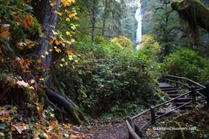 Tillamook Oregon Munson Creek Falls State Natural Site in Oregon: The picture "autumn trail to Munson Creek Falls" shows a forest path lined with wooden railings and fallen autumn leaves, leading through thick greenery toward the distant waterfall visible between the trees.