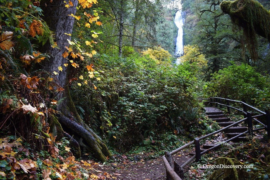 Munson Creek Falls State Natural Site in Oregon: The picture "autumn trail to Munson Creek Falls" shows a forest path lined with wooden railings and fallen autumn leaves, leading through thick greenery toward the distant waterfall visible between the trees.