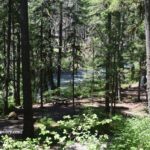Olallie Campground in Oregon: The picture "Olallie Campground riverside campsites" shows a shaded forested area with picnic tables and several campers or trailers set up among tall trees. The clear river can be seen running behind the campsites.
