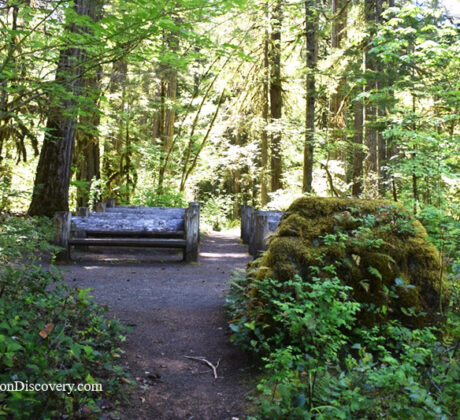 Paradise Campground and Day-Use in Oregon: The picture "Paradise Campground forest bench" features a shady woodland path leading to a rustic wooden bench and picnic table, nestled among lush green undergrowth and moss-covered rocks in the forest.