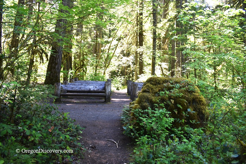 Paradise Campground and Day-Use in Oregon: The picture "Paradise Campground forest bench" features a shady woodland path leading to a rustic wooden bench and picnic table, nestled among lush green undergrowth and moss-covered rocks in the forest.