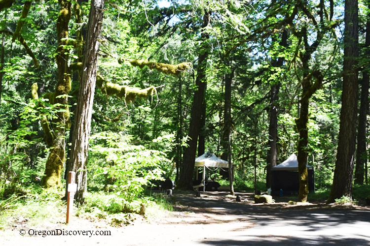 Paradise Campground and Day-Use in Oregon: The picture "Paradise Campground camping spot with canopy tents" displays a quiet campsite set among tall, mossy trees, with two white canopy tents and a picnic table visible on a sunny day.