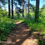 McKenzie River Trail in Oregon: The picture "McKenzie River Trail path to bridge" shows a dirt trail winding through vibrant green undergrowth and tall trees, leading toward a wooden footbridge partially visible ahead.