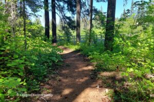 McKenzie River Trail in Oregon: The picture "McKenzie River Trail path to bridge" shows a dirt trail winding through vibrant green undergrowth and tall trees, leading toward a wooden footbridge partially visible ahead.