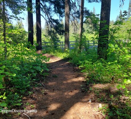 McKenzie River Trail in Oregon: The picture "McKenzie River Trail path to bridge" shows a dirt trail winding through vibrant green undergrowth and tall trees, leading toward a wooden footbridge partially visible ahead.