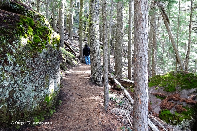 Paulina Falls in Oregon - Paulina Falls Trail Paulina Falls in Oregon: The picture "Paulina Falls Trail" captures a dirt hiking path winding through a dense pine forest, bordered by mossy boulders, with a hiker walking ahead along the trail.