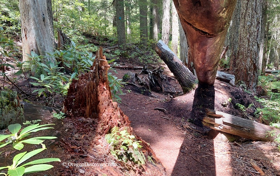 Diamond Creek Falls in Oregon: The picture "Diamond Creek Falls Forest Path" displays a dirt trail winding through the forest beneath leaning logs and tree stumps, with green undergrowth in the shade of tall trees.