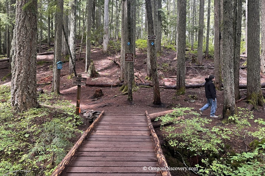 Diamond Creek Falls in Oregon: The picture "Diamond Creek Falls Trailhead" shows a rustic wooden footbridge at the start of a forest trail, with a person walking ahead among tall pines and several trail signs marking the path.