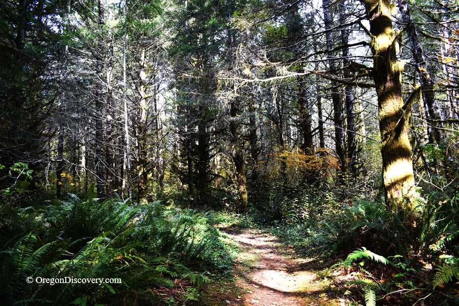 Jones Creek Day-Use Area and Campground in Oregon: The picture "Jones Creek Forest Trail" captures a dirt path winding through a dense forest with tall mossy trees and thick ferns covering the ground.