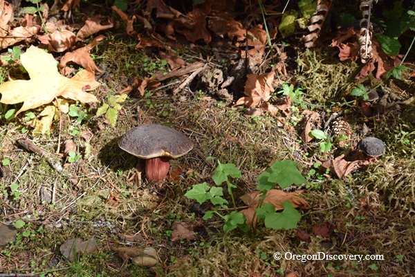 Jones Creek Day-Use Area and Campground in Oregon: The picture "Jones Creek Mushroom" shows a close-up of a dark-capped mushroom with a red stem growing on the forest floor, surrounded by moss, fallen leaves, and small green plants.