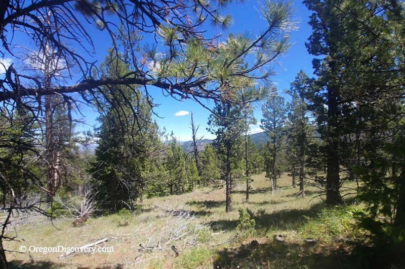 Rooster Rock Rockhounding in Oregon – Rooster Rock Pine Forest ViewRooster Rock Rockhounding in Oregon – The picture "Rooster Rock Pine Forest View" captures a scenic landscape of a sunlit pine forest with grassy clearings, blue sky, and distant hills, framed by tree branches.